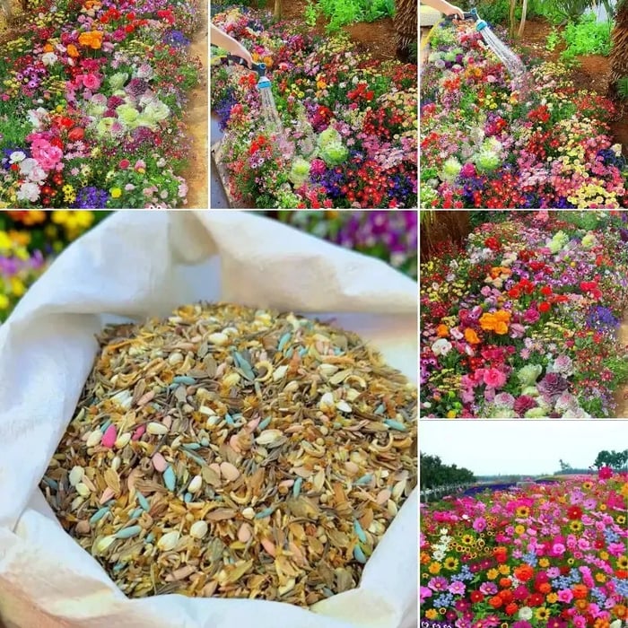 🍀Mixed Perennial Flowers for All Seasons – 30+ Kinds💐🌸🌺