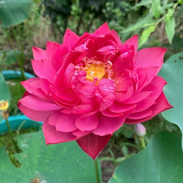 💐The Sacred Bonsai Bowl Lotus Flower🌸🌺