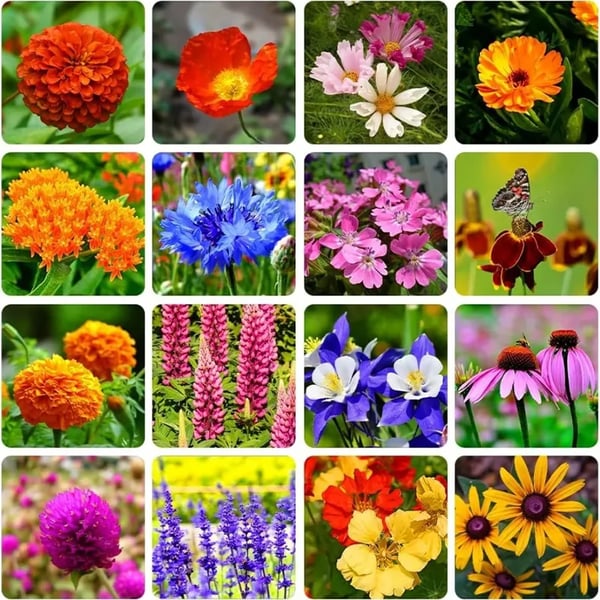🍀Mixed Perennial Flowers for All Seasons – 30+ Kinds💐🌸🌺