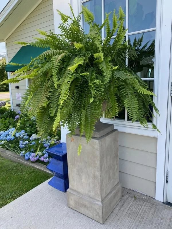 🍀Last Day 75% OFF--UV Resistant Lifelike Artificial Boston Fern🍀